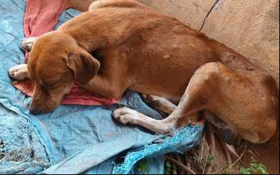 Homem é preso por maus tratos contra animal doméstico em Santa Rita do Pardo
